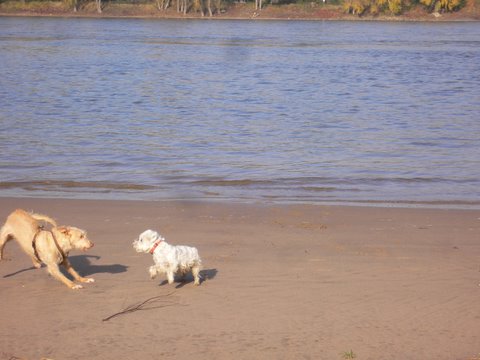 4.November 2008 am Rhein 092.jpg