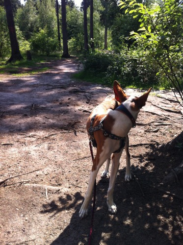 Hundewald Trappenkamp 004 x.jpg