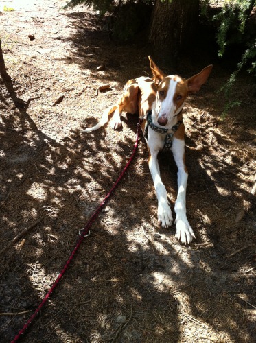 Hundewald Trappenkamp 010 x3.jpg