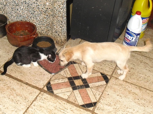 Blanquita & Kitty.jpg