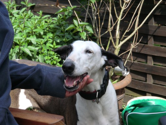 podenco-besuch 015 [640x480].JPG