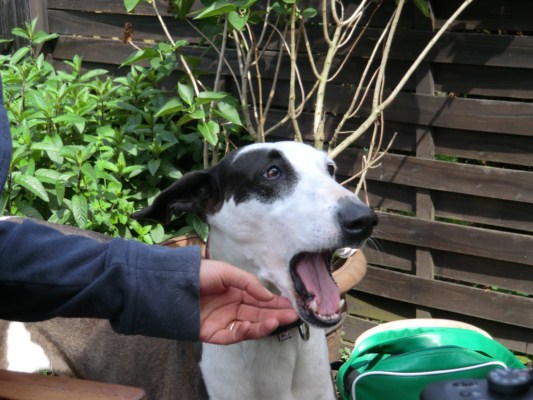 podenco-besuch 016 [640x480].JPG
