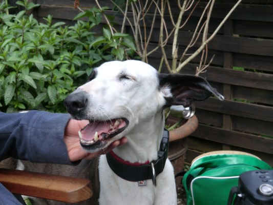podenco-besuch 019 [640x480].JPG