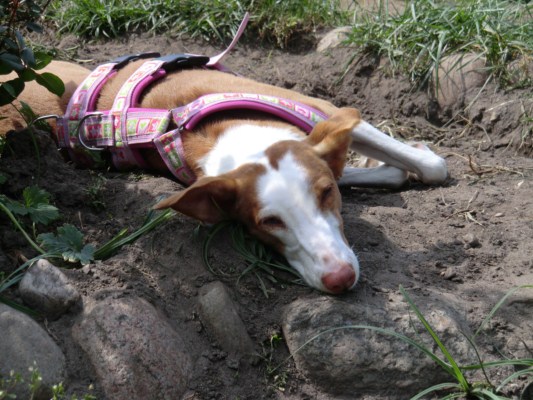 podenco-besuch 006 [640x480].JPG
