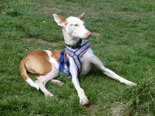podenco-besuch 022 [640x480].JPG