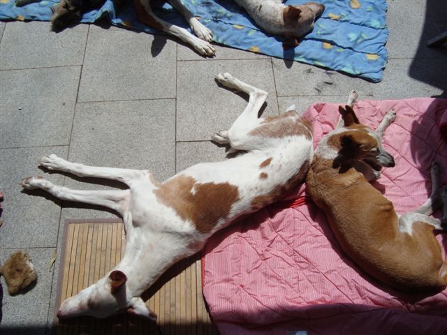 Smartie seeehr entspannt.jpg