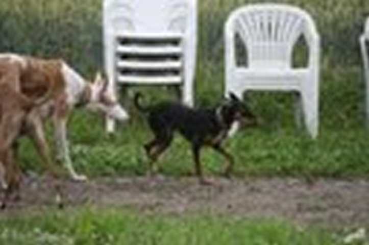 K640_Lilly- Wiese.JPG