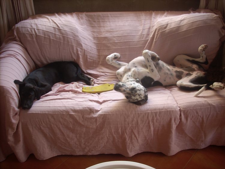 Pippi + Carlotta auf dem Sofa.jpg