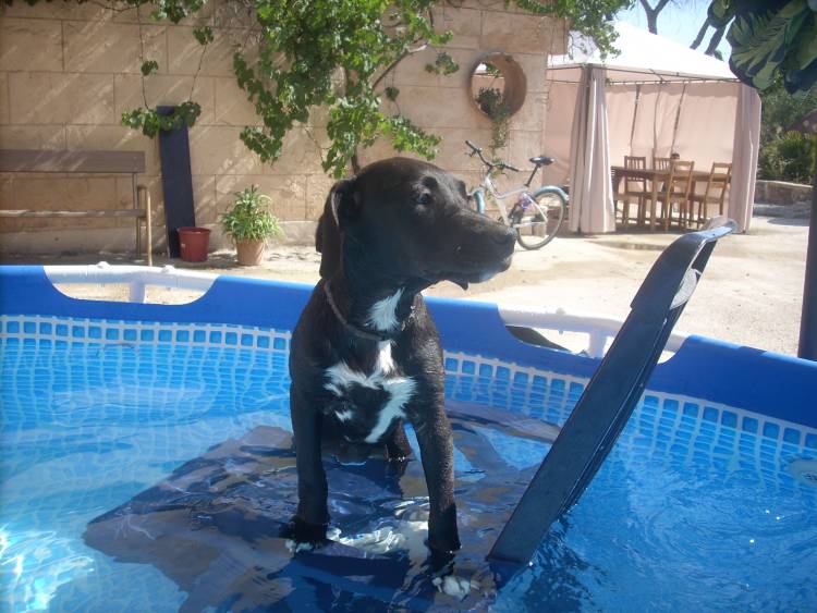 Pippi im Pool III.jpg