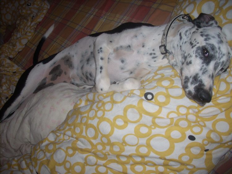 Carlotta im Bett.jpg