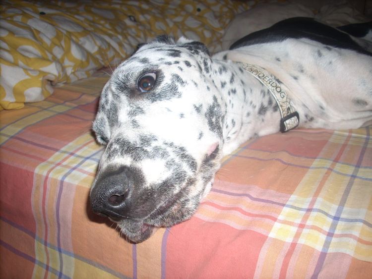 Carlotta im Bett II.jpg