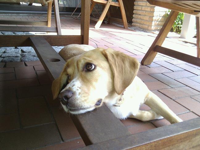 Jilli im Garten.jpg