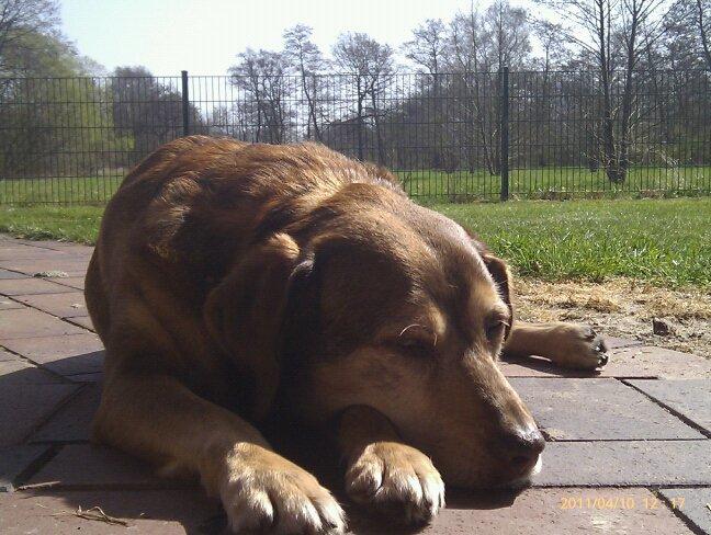 Lotta im Garten.jpg