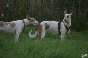 bella und bonita 2.jpg