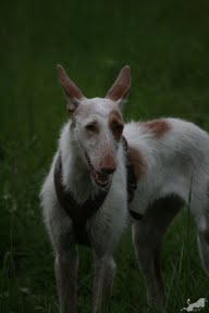 bella 4.jpg