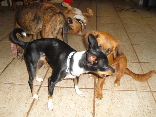 Lucky´s Freundin Sporty.jpg