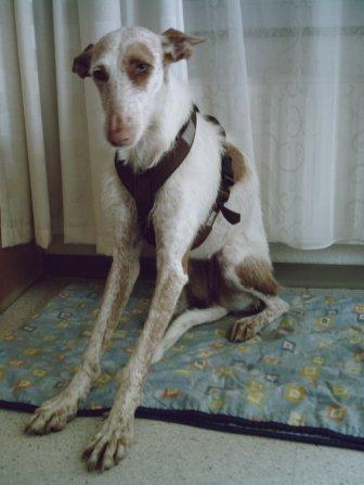 bella 001.jpg