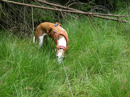 wald 2.JPG