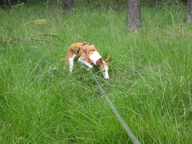 wald 4.JPG