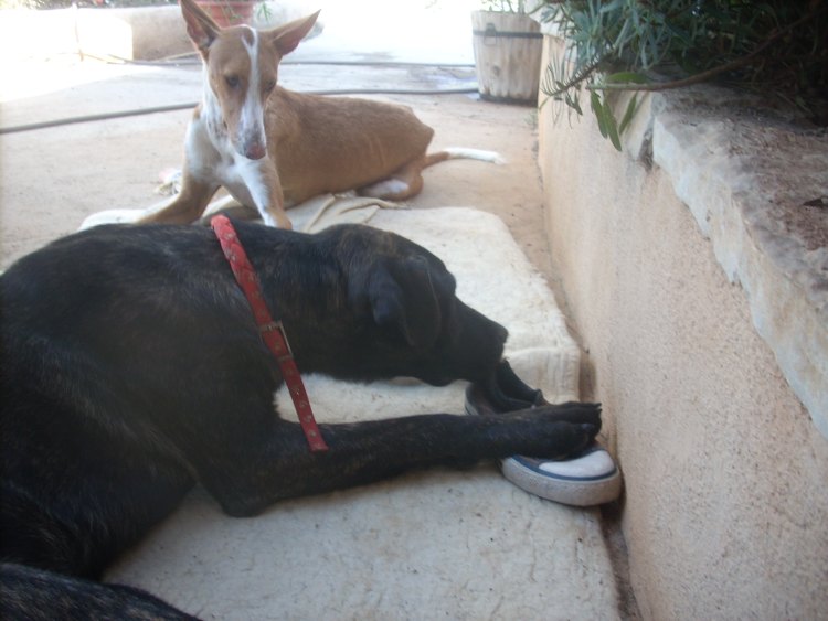 Indiana + Ginger.jpg