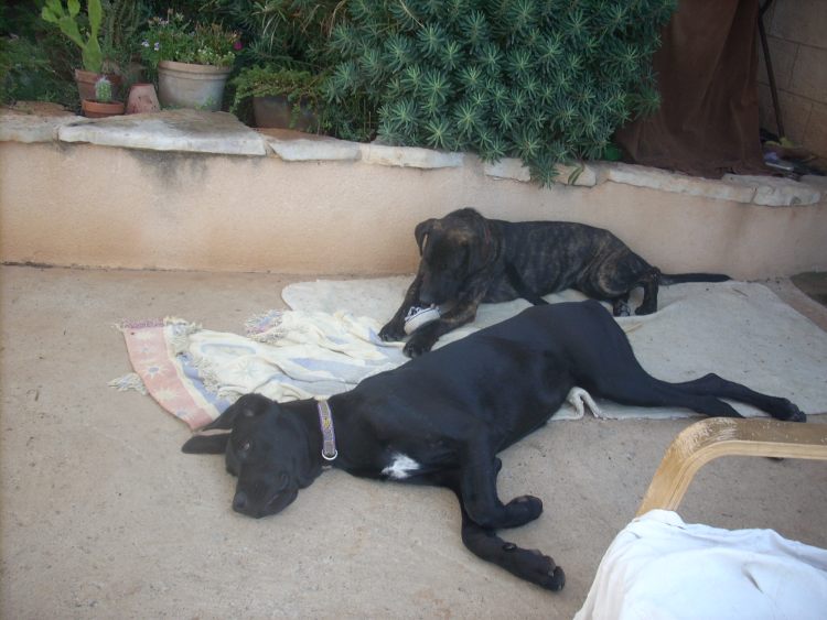 Ginger + Edda.jpg