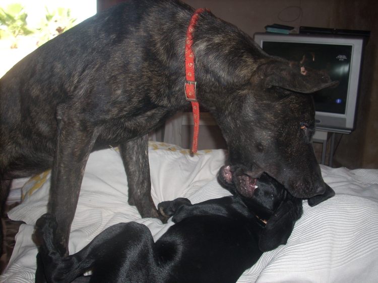 Ginger + Finn III.jpg