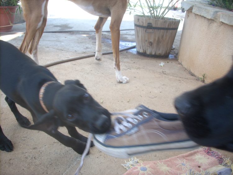 Finn spielt mit Edda II.jpg
