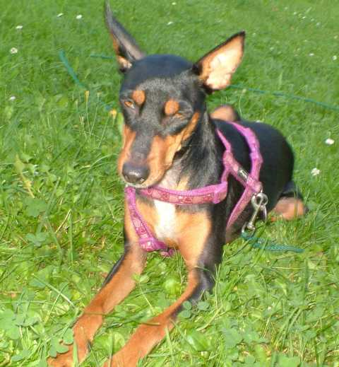 K640_Jagdprinzessin.JPG