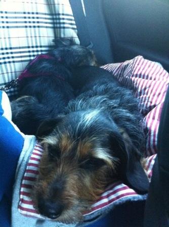 pippa und Luna Auto2kompr.JPG