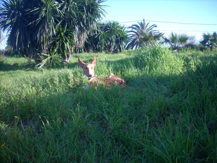 Jones im Gras.jpg