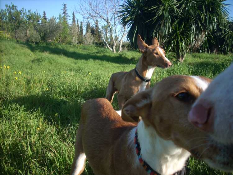 Jones, Indiana und die Nase von Mathilde.jpg