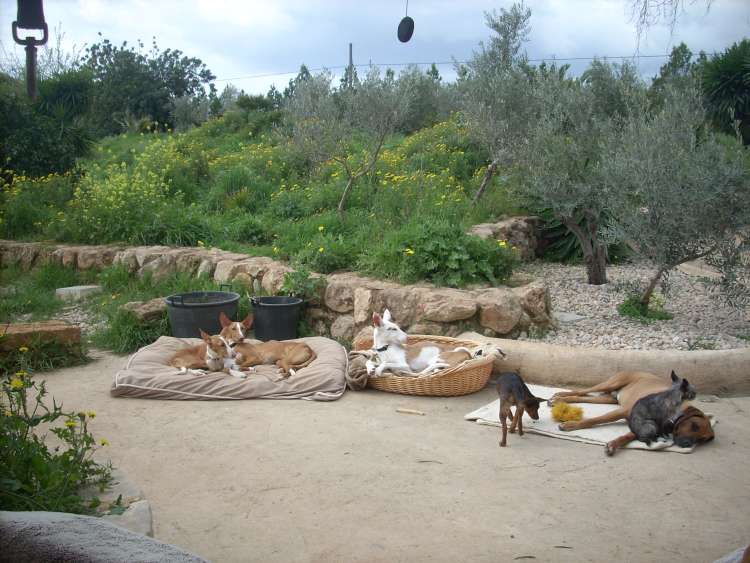 Siesta im Kreis der Familie.jpg