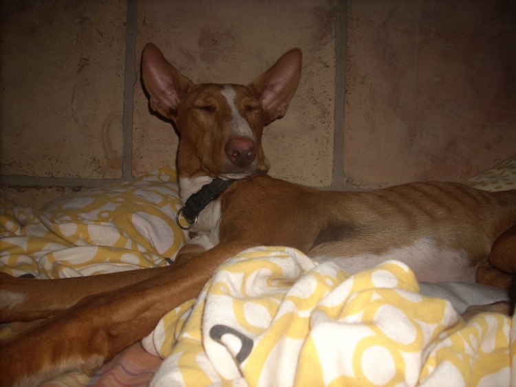 Jones macht Siesta 1.jpg