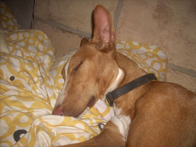 Jones macht Siesta 3.jpg