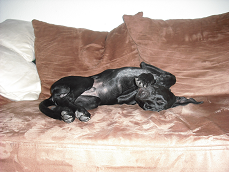 Finn Sofa.png