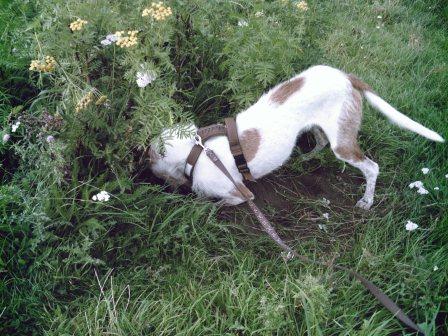 bella 065.JPG