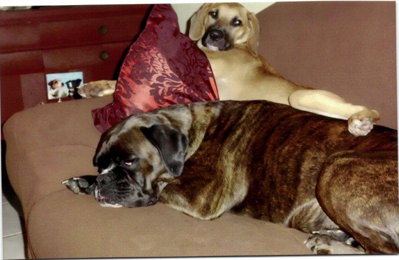Luna und Joy1.jpg