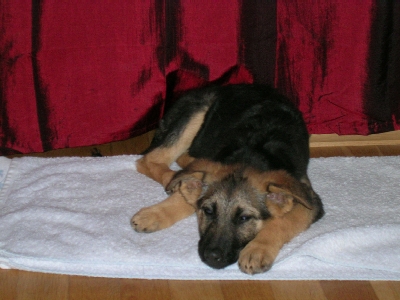 Maya-Erholung nach der Reise.JPG