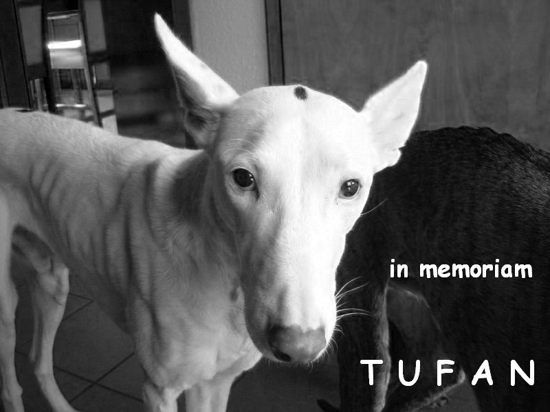 in memoriam Tufan.jpg