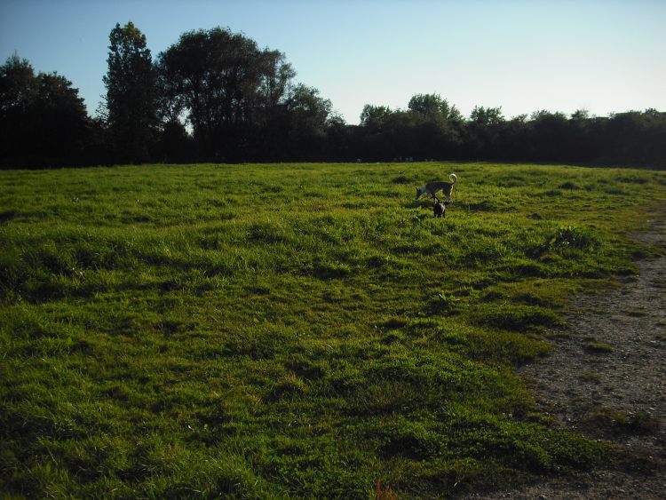 KölnWiese4.jpg