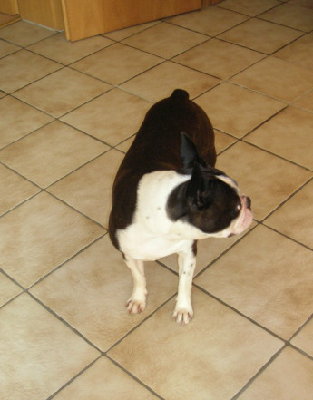 Ein wenig stämmig wird er immer bleiben - aber dass soll er ja auch sein, eben mehr Muskelmasse: