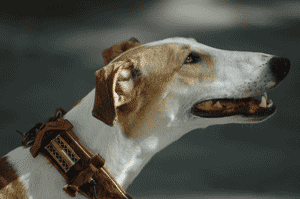 U2.gif