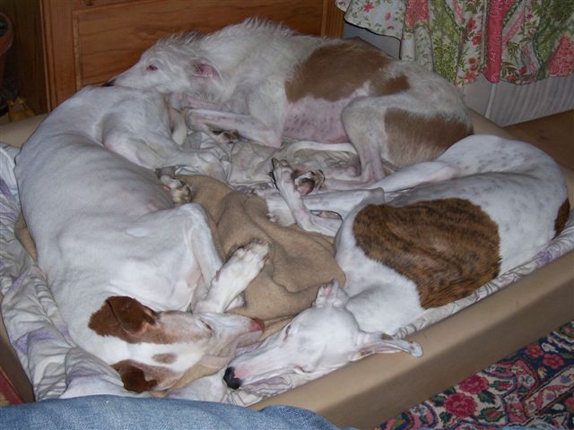 Weihnachten 09 008.jpg