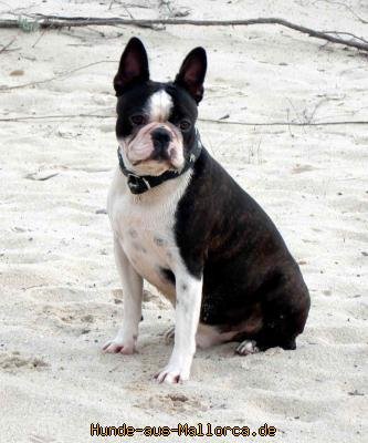 Auf Mallorca, als ich das erste Mal ein Bild von ihm sah