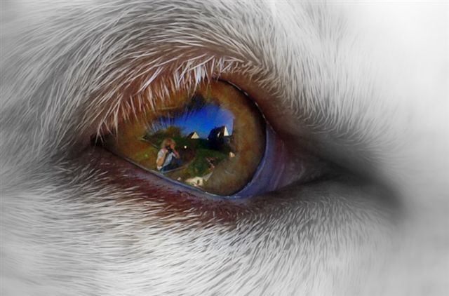 im Auge Fokus.jpg