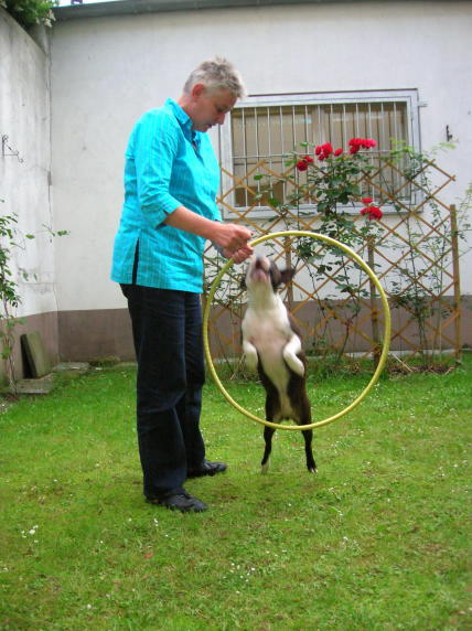 Kopie von SchmidtHula01.jpg