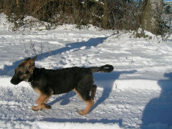 Maya im Schnee.JPG