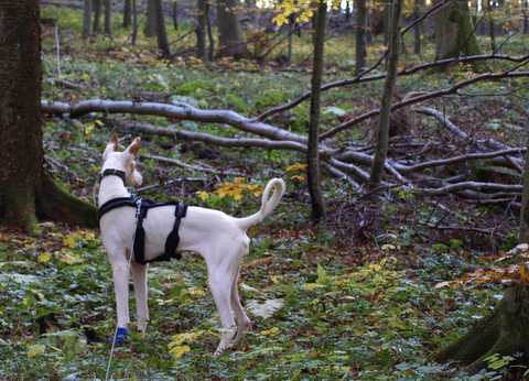 PA308327.JPG