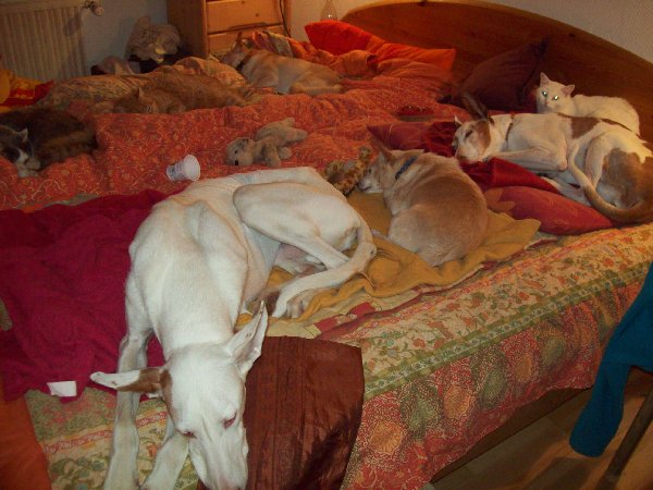 gro%DFes_Hunde_und_Katzenbett_002_600x450.JPG