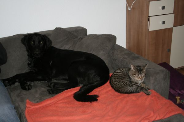 Pelut&Caruso (2).jpg